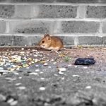 A little field mouse feasting on grain